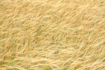 field with ears of wheat a solid background