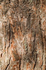 The bark of old pine tree texture, background