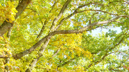 Leaves trees forest sun nature
