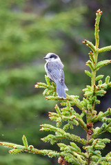 A Gray Jay or Canada Jay (Perisoreus canadensis) perched at the top of an evergreen tree