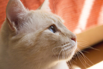 Light tan cat with blue eyes