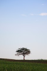 tree in the field