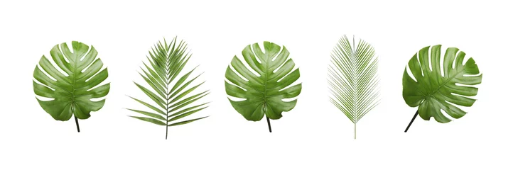 Foto op Plexiglas Monstera Set van tropische bladeren op witte achtergrond. Bannerontwerp