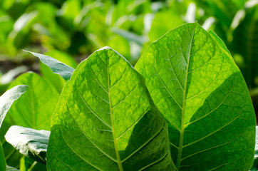 view of tobacco plantation in south america