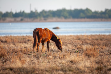 A wild pony grazes on Assateague Island in the Chincoteague National Wildlife Refuge
