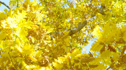 Leaves trees forest sun nature