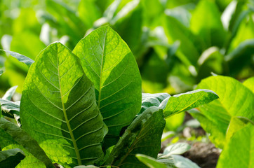 Obraz premium view of tobacco plantation in south america