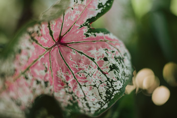 closeup of a pink red green leaf plant