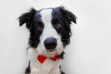 Obraz na płótnie Canvas Funny studio portrait puppy dog border collie in bow tie as gentleman or groom isolated on white background. New lovely member of family little dog looking at camera. Funny pets animals life concept.