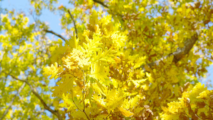 Leaves trees forest sun nature