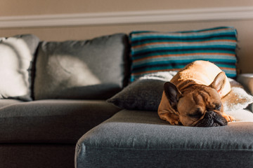 French bulldog resting in couch with sunset light 
