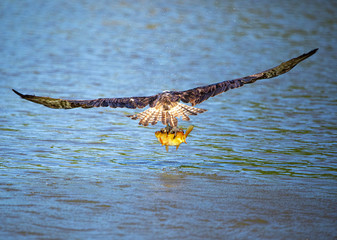 Osprey Rear View