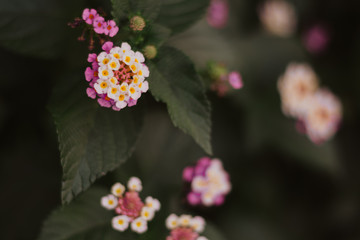 pink violet white flowers