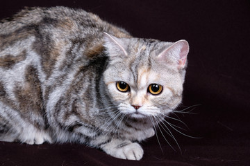 Scottish fold cat marble on silver, portrait on a dark background.