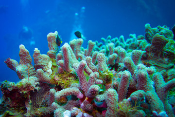 Healthy Coral