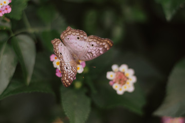 butterfly on flower