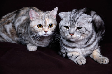Two cats, Scottish fold marble on silver, Scottish straight, portrait on a dark background.