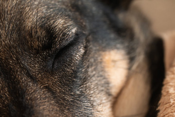 close-up of the dog's closed eye