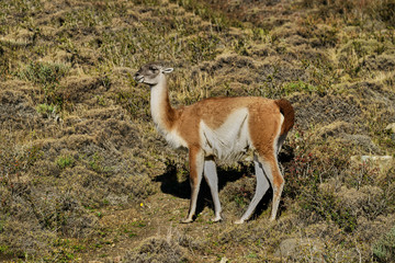 Guanaco Torres del Paine