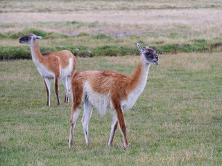 Guanaco de Torres del Paine 