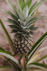 pineapple plant in the garden