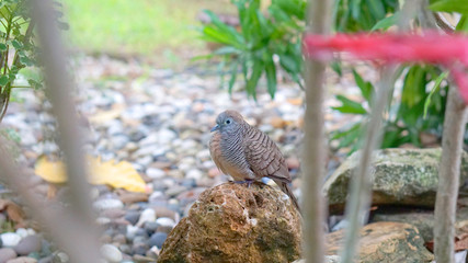 Bird animal wild wildlife nature