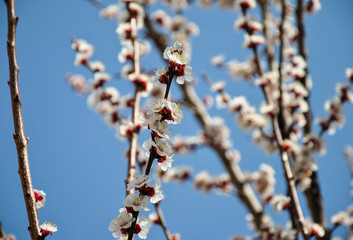 branch of a tree in spring