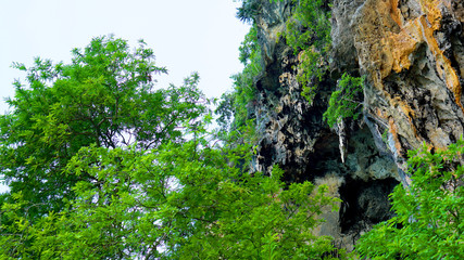 Mountains Trees forest travel nature