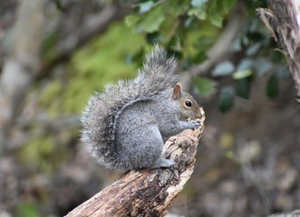 A squirrel on a branch eating a nut