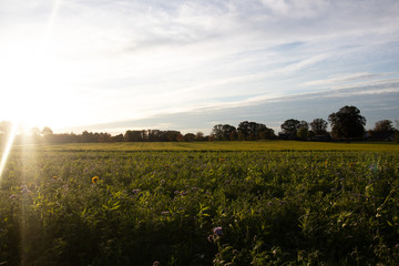 feld im Sonnenuntergang
