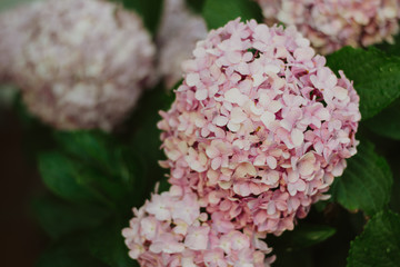 pink hydrangea flowers