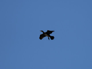 Kormoran im Flug