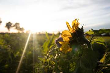 sonnenblume
