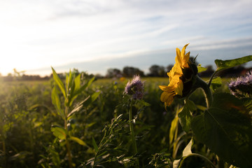 sonnenblume
