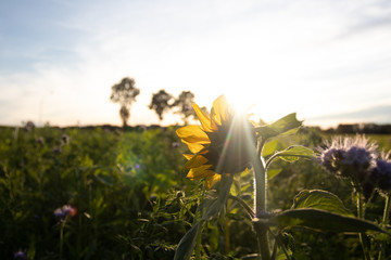 sonnenblume