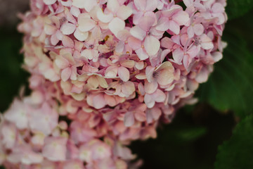 close up of pink hydrangea flowers