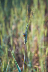 Nocif insect on barley ear on sunny day. Vertical picture