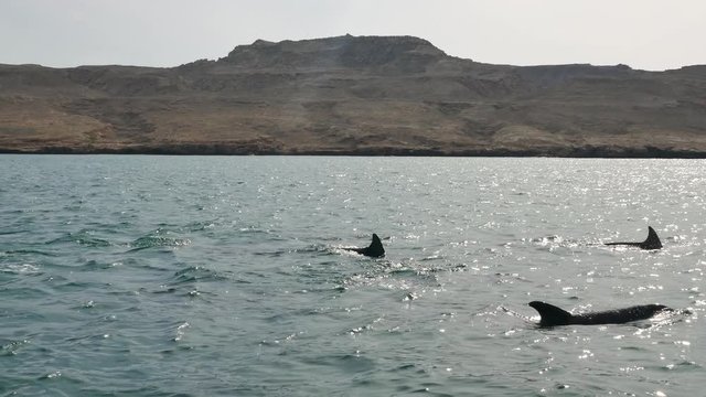 Tracking shot of a pod of dolphins swimming and jumping in sea open waters with mountains in background