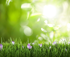Obraz na płótnie Canvas Fresh grass with spring flowers against blurred green background