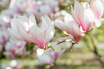Naklejka premium Magnolia blooms in spring.Flowering tree. Delicate pink flowers bathed in sunlight, spring background pink flowers