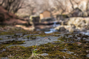 moss on the background of the river in early spring