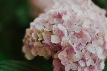 macro of a pink hydrangea flower