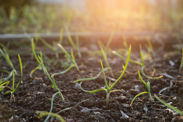 Rows of homegrown green chieves in black earth at eco farm garden