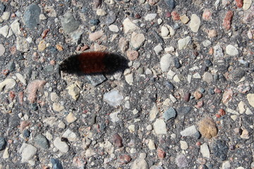 caterpillar on asphalt