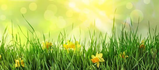 Fresh green grass and bright daffodils flowers. Spring season