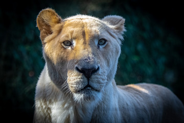 A lioness in the savannah, in the Serengeti reserve, portrait 