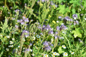 Rainfarnblättriges Büschelschön