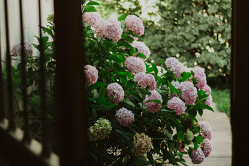 hydrangea bush in a garden
