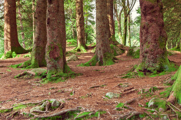 northern forest with green moss
