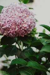 pink hydrangea flowers